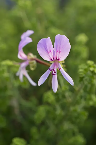 511321 - Scented pelargonium (Pelargonium x citrosmum)