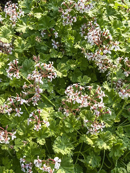 426127 - Scented pelargonium (Pelargonium x fragans 'Creamy Nutmeg')