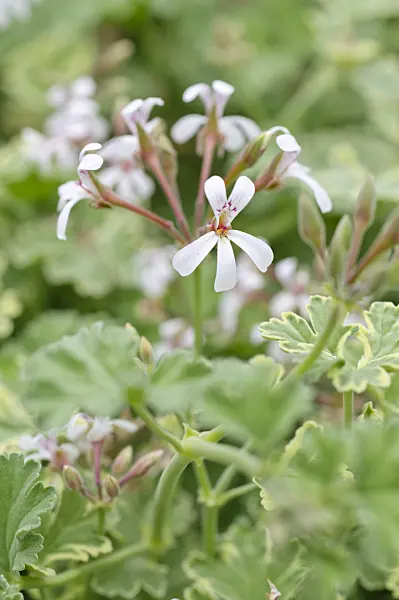 486196 - Scented pelargonium (Pelargonium x fragans 'Creamy Nutmeg')