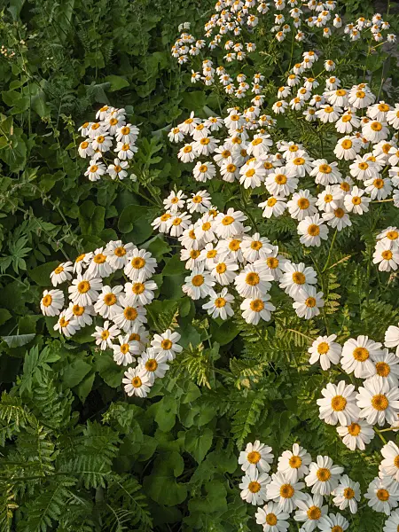 402020 - Scentless feverfew (Tanacetum corymbosum)