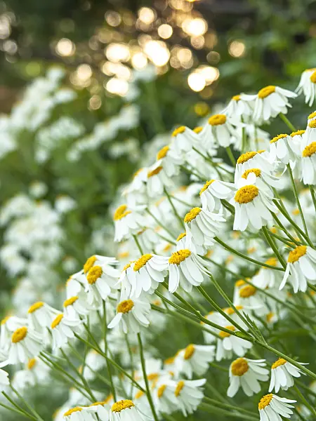 426322 - Scentless feverfew (Tanacetum corymbosum)