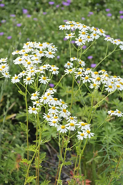 485189 - Scentless feverfew (Tanacetum corymbosum)