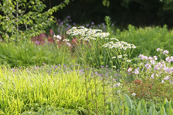 485192 - Scentless feverfew (Tanacetum corymbosum)