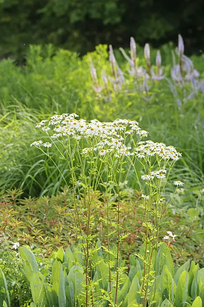 485193 - Scentless feverfew (Tanacetum corymbosum)