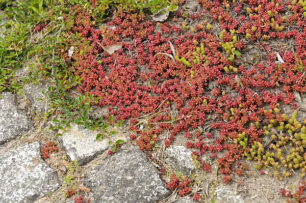 484250 - Scharfer Mauerpfeffer (Sedum acre)