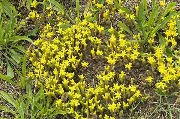 509066 - Scharfer Mauerpfeffer (Sedum acre)