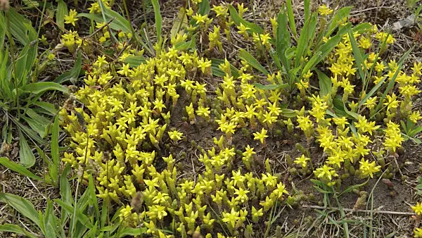 509073 - Scharfer Mauerpfeffer (Sedum acre)