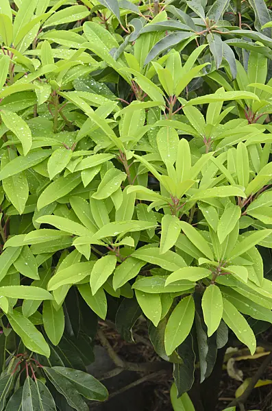 508136 - Scheinlorbeer (Daphniphyllum himalayense)