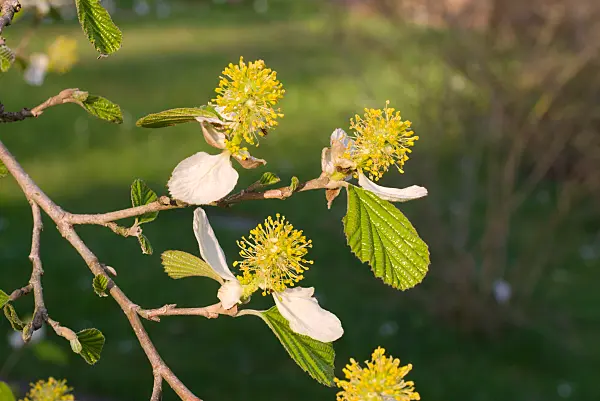 672072 - Scheinparrotie (Parrotiopsis jacquemontiana)