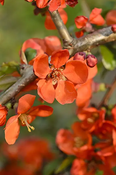 520056 - Scheinquitte (Chaenomeles x superba 'Crimson and Gold')