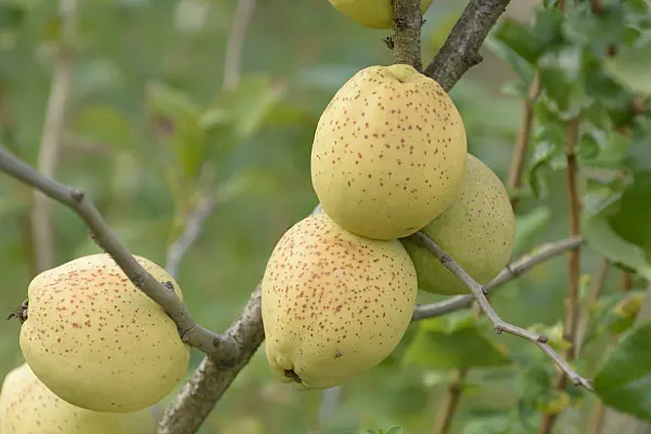 547107 - Scheinquitte (Chaenomeles x superba 'Fusion')