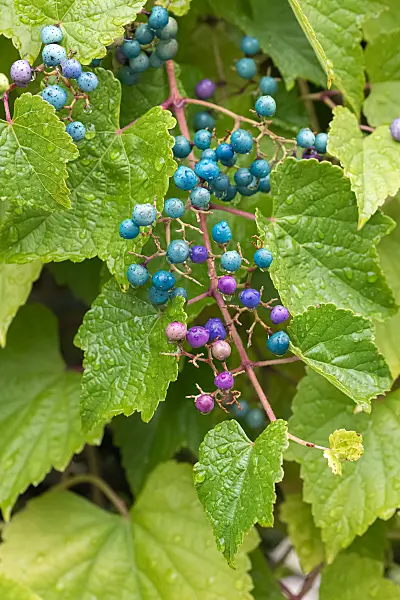 664035 - Scheinrebe (Ampelopsis glandulosa var. brevipedunculata)