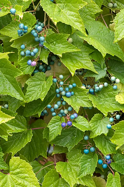 675007 - Scheinrebe (Ampelopsis glandulosa var. brevipedunculata)