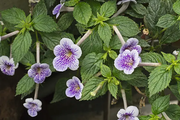 608120 - Schiefteller (Achimenes Ambrosia)