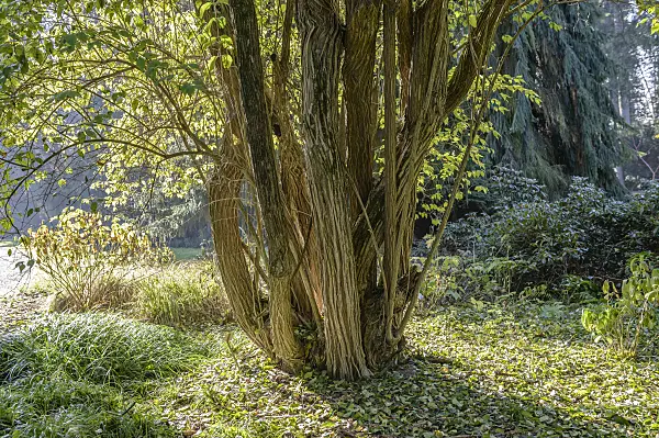 593120 - Schirmheckenkirsche (Lonicera maackii)