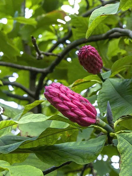 452209 - Schirmmagnolie (Magnolia tripetala)
