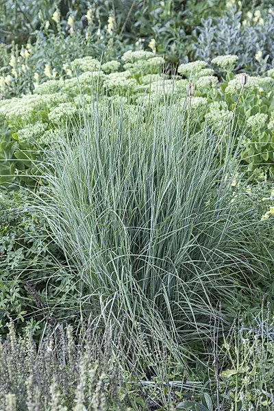 651517 - Schizachyrium scoparium 'Prairie Blues'