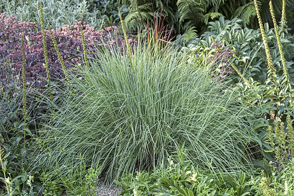 651518 - Schizachyrium scoparium 'Prairie Blues'