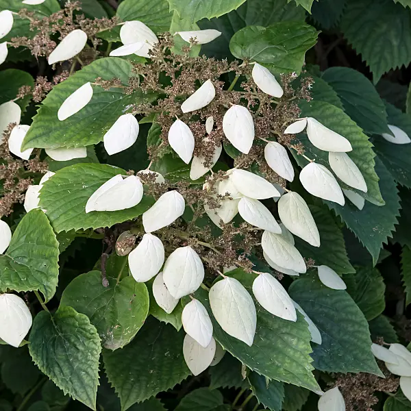 664428 - Schizophragma hydrangeoides
