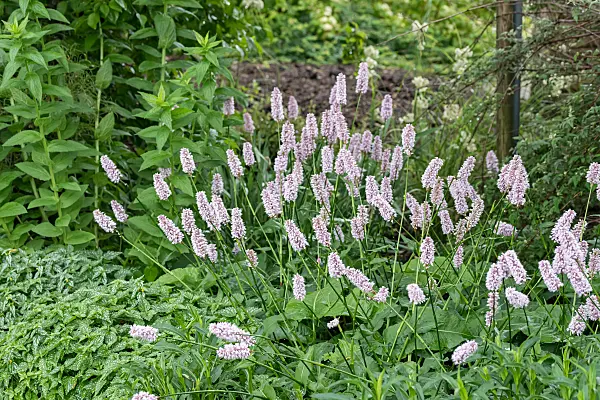 664296 - Schlangenknöterich (Bistorta officinalis 'Superba' syn. Polygonum bistorta 'Superba')