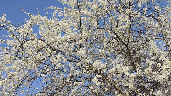 507050 - Schlehe (Prunus spinosa)