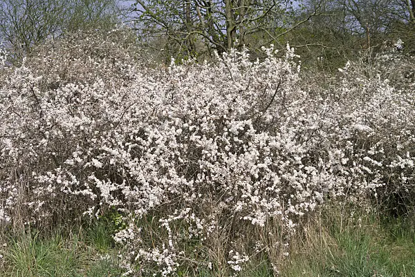 531059 - Schlehe (Prunus spinosa)