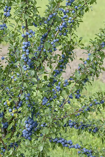 575287 - Schlehe (Prunus spinosa)