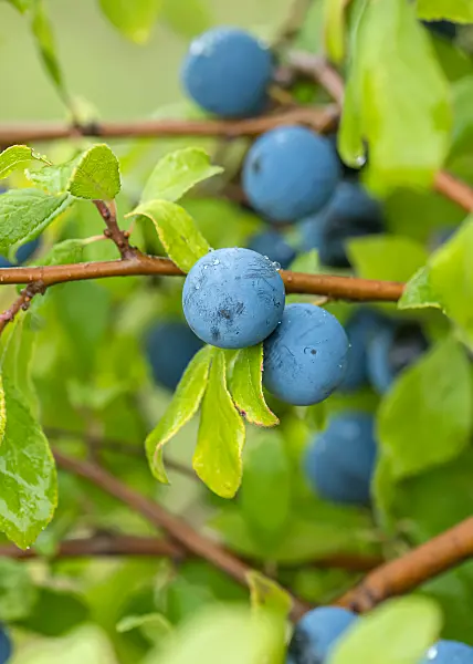 675305 - Schlehe (Prunus spinosa 'Mops')