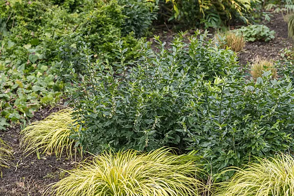 675368 - Schleimbeere (Sarcococca confusa)