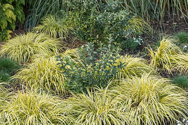 675369 - Schleimbeere (Sarcococca confusa)