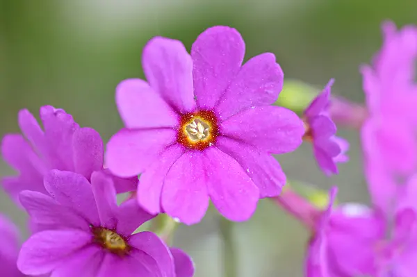 472268 - Schlüsselblume (Primula polyneura)