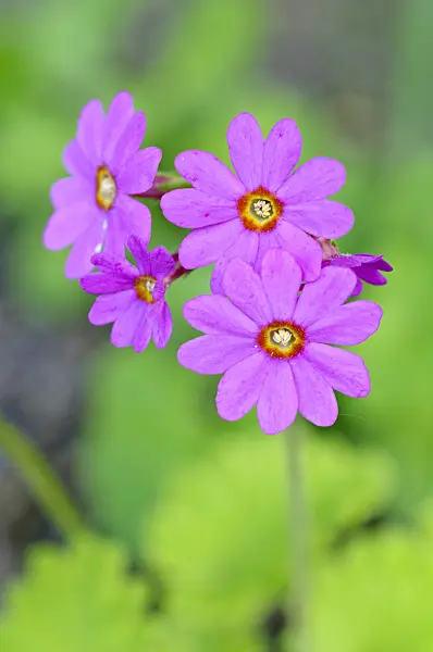 472269 - Schlüsselblume (Primula polyneura)