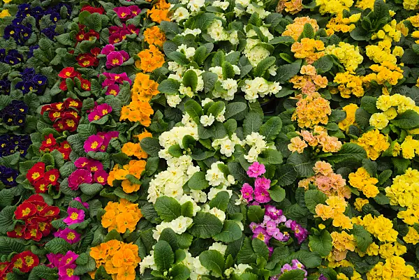 672025 - Schlüsselblumen (Primula)