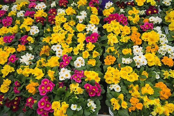 672026 - Schlüsselblumen (Primula)