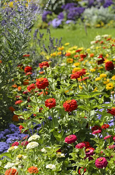 498131 - Schmalblättrige Zinnie (Zinnia angustifolia)