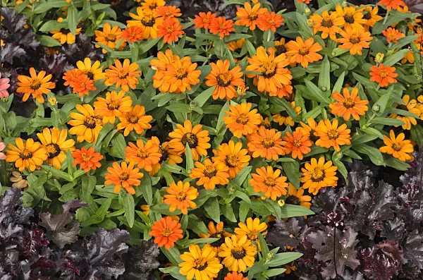 523043 - Schmalblättrige Zinnie (Zinnia angustifolia 'Amulette Orange')