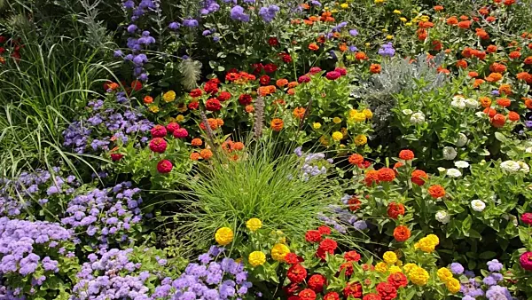 498148 - Schmalblättrige Zinnie (Zinnia angustifolia) und Leberbalsam (Ageratum houstonianum)
