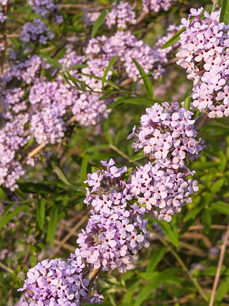 402035 - Schmalblättriger Sommerflieder (Buddleja alternifolia)