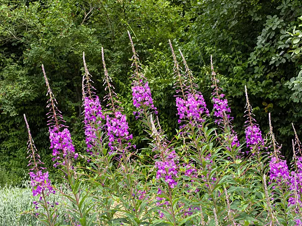 427013 - Schmalblättriges Weidenröschen (Epilobium angustifolium)