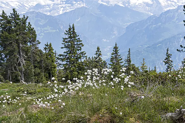 651238 - Schmalblättriges Wollgras (Eriophorum angustifolium)