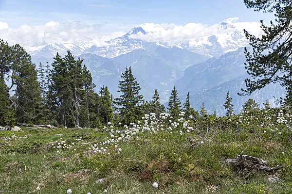 651239 - Schmalblättriges Wollgras (Eriophorum angustifolium)