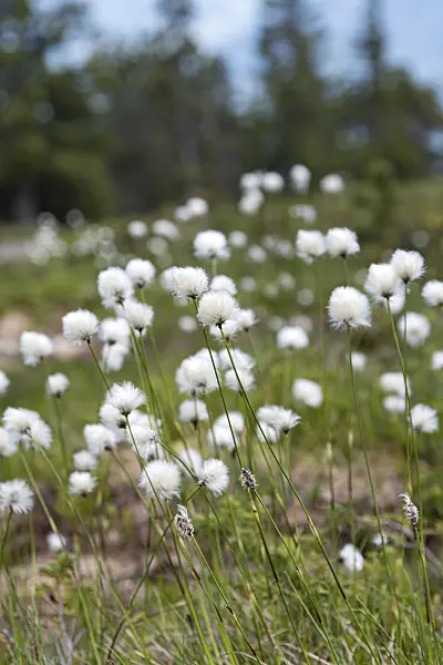 651240 - Schmalblättriges Wollgras (Eriophorum angustifolium)