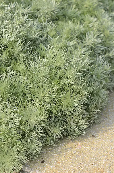 534420 - Schmidt's mugwort (Artemisia schmidtiana 'Nana')