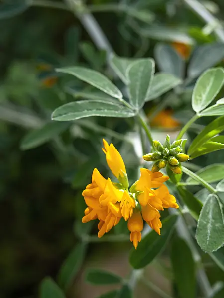 458001 - Schneckenklee (Medicago strasseri)