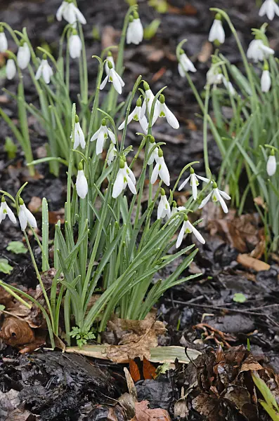 553044 - Schneeglöckchen (Galanthus Atkinsii)