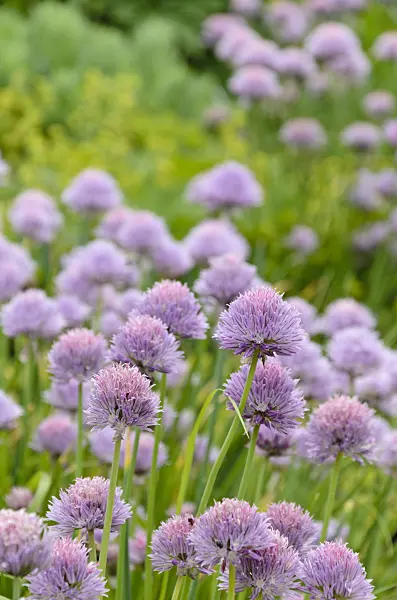 496395 - Schnittlauch (Allium schoenoprasum)