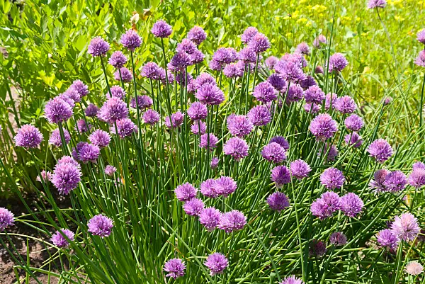 672084 - Schnittlauch (Allium schoenoprasum)
