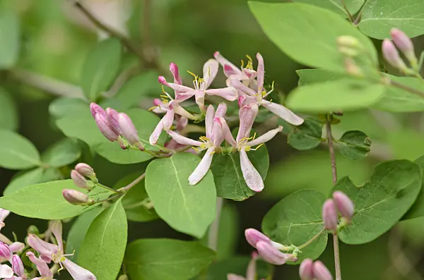 520118 - Schöne Heckenkirsche (Lonicera x bella 'Atrorosea')