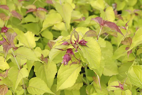 535289 - Schöne Leycesterie (Leycesteria formosa 'Golden Lanterns')