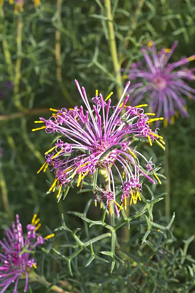 609064 - Schöner Paukenschlegel (Isopogon formosus)